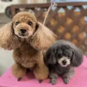 ラテ＆ココ＆ヤイの画像