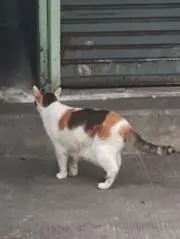 たのんの画像