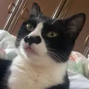 マーブル猫