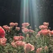 りんごの画像