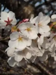 桜花japanの画像