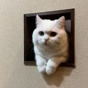 おすしの画像