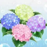 紫陽花