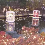 椿の画像