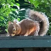 squirrelの画像