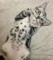 hanaの画像