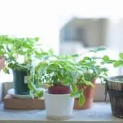 hikariの画像