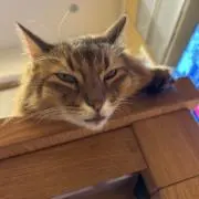 ももすけの画像