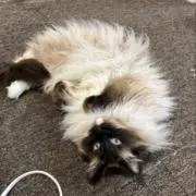 あらーきーの画像