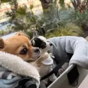 かうの画像
