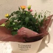 motjtoの画像