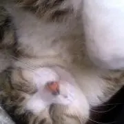 nirmasa