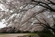 白狐の画像