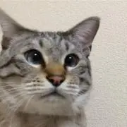 emiの画像