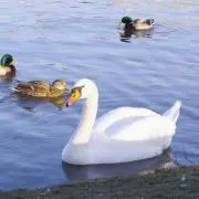 白鳥の画像