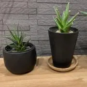 elenaの画像