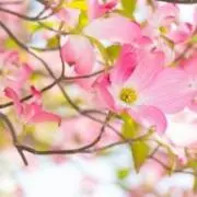桜子の画像
