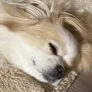 ミキ