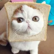 nekoloveの画像