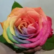 でぱキンの画像