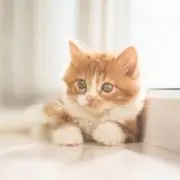 ことみの画像