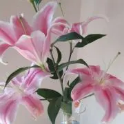 ciruelaの画像
