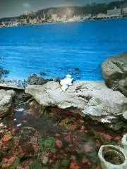 とびたいぶた