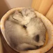 ミューシャロンの画像