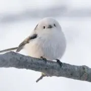 sherryの画像