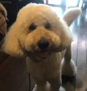 Vesperの画像