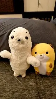 ゆちごまの画像