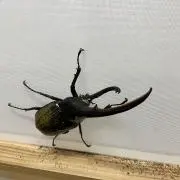 ハマヤの画像
