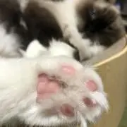ekuboの画像