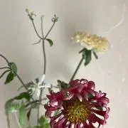 hanarinの画像
