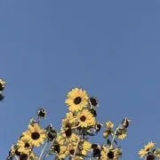 にこの画像