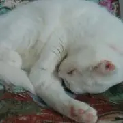 ぴよの画像