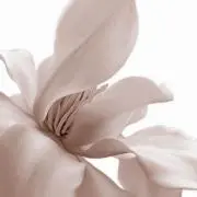 Rijeの画像
