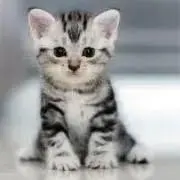 癒し猫