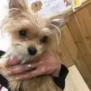 きなこの画像