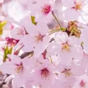 るーるー