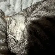 コッちゃんの画像