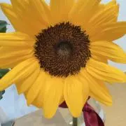 ひまわり　断捨離中の画像
