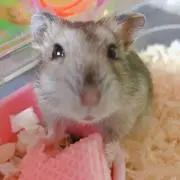 はむ