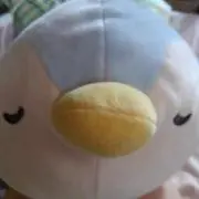 ぺんちゃんの画像