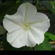夕顔☘の画像