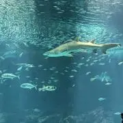 ゆっきーの画像