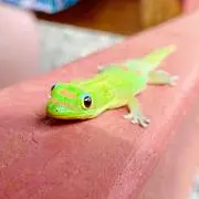 john_lenoleno