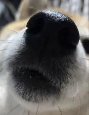 ころっけの画像