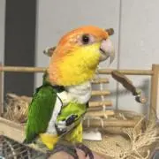 おはぎの画像