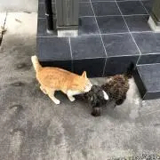 マサーブの画像